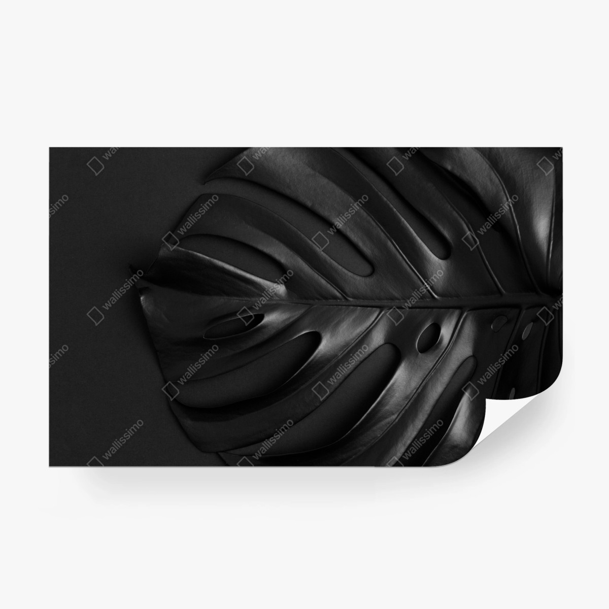 Fotomural hoja monstera negra brillante sobre fondo oscuro – Pixers®