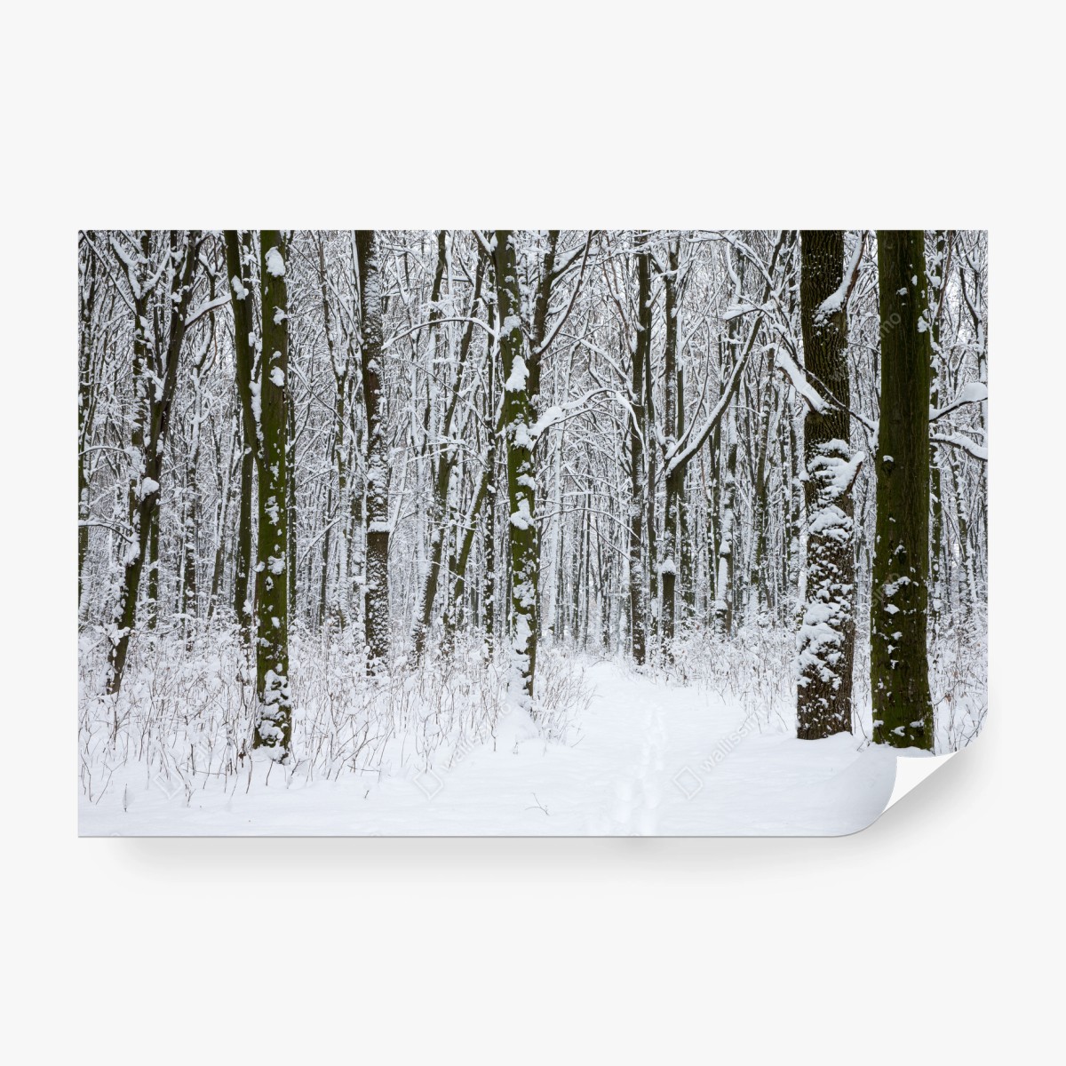 Fotomural sendero nevado entre árboles – Pixers®