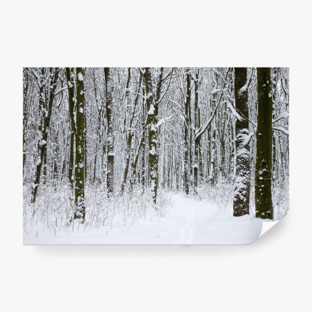 Fotomural sendero nevado entre árboles – Pixers®
