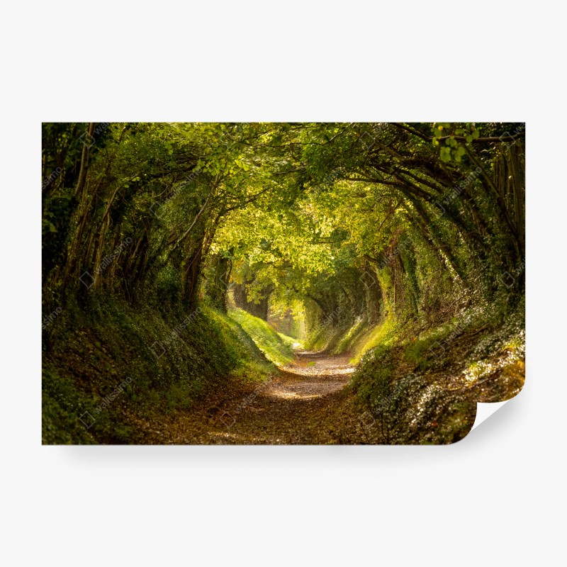 Fotomural túnel de árboles iluminado por el sol – Pixers® Fotomural túnel de árboles iluminado por el sol – Pixers®