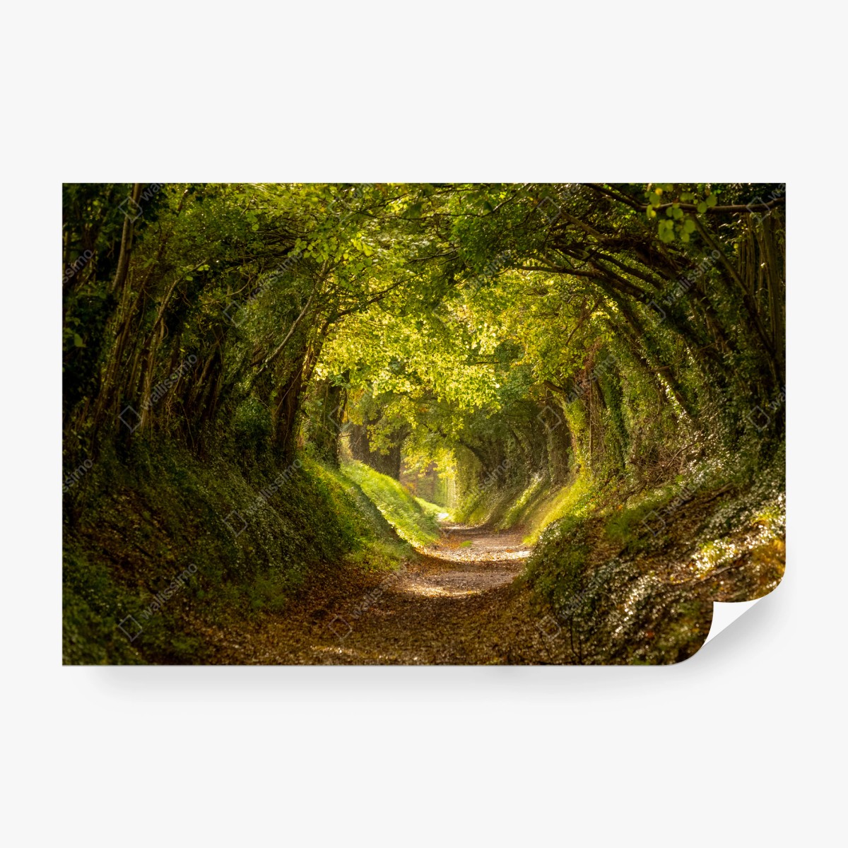 Fotomural túnel de árboles iluminado por el sol – Pixers® Fotomural túnel de árboles iluminado por el sol – Pixers®