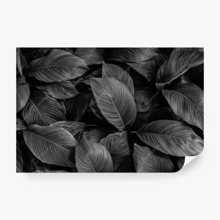 Fotomural texturas de hojas en blanco y negro – Pixers®