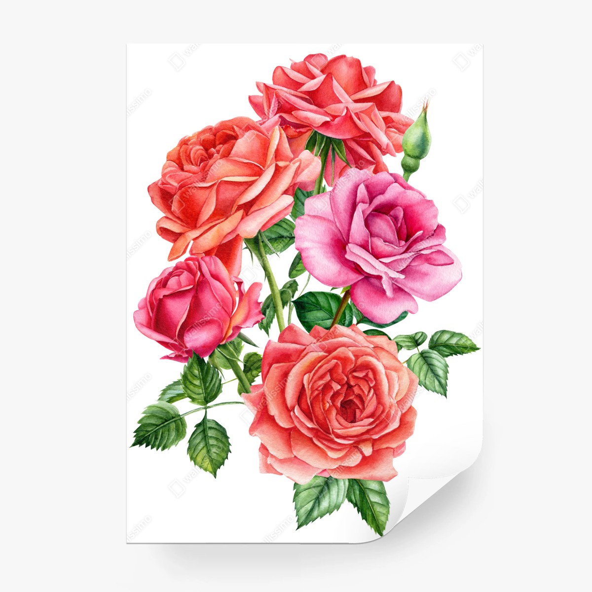 Fotomural ramo de rosas en acuarela sobre fondo blanco – Pixers®