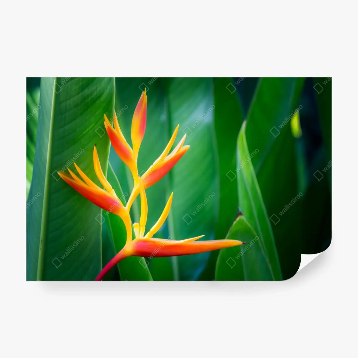 Fotomural explosión tropical: heliconia naranja sobre hojas verdes – Pixers®