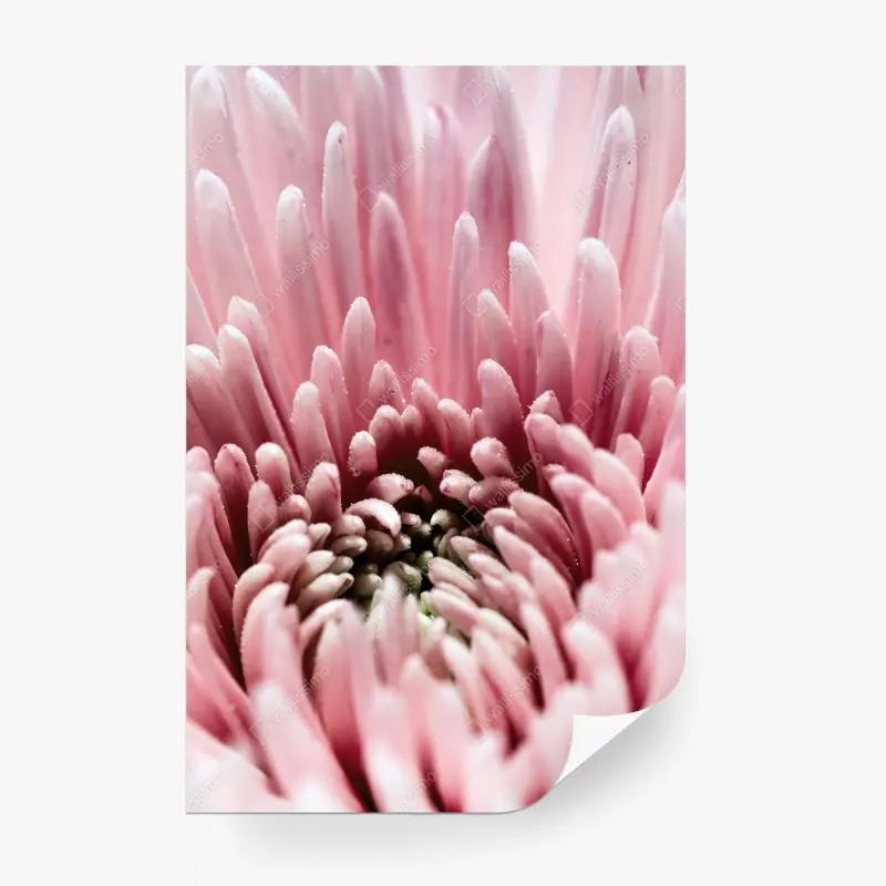 Fotomural corazón floral rosa en primer plano