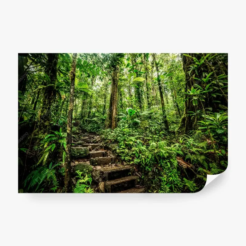 Fotomural sendero musgoso en la jungla de Basse-Terre, Guadeloupe