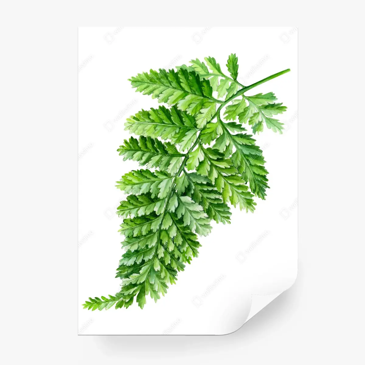 Fotomural helecho en acuarela para decoración natural – Pixers®