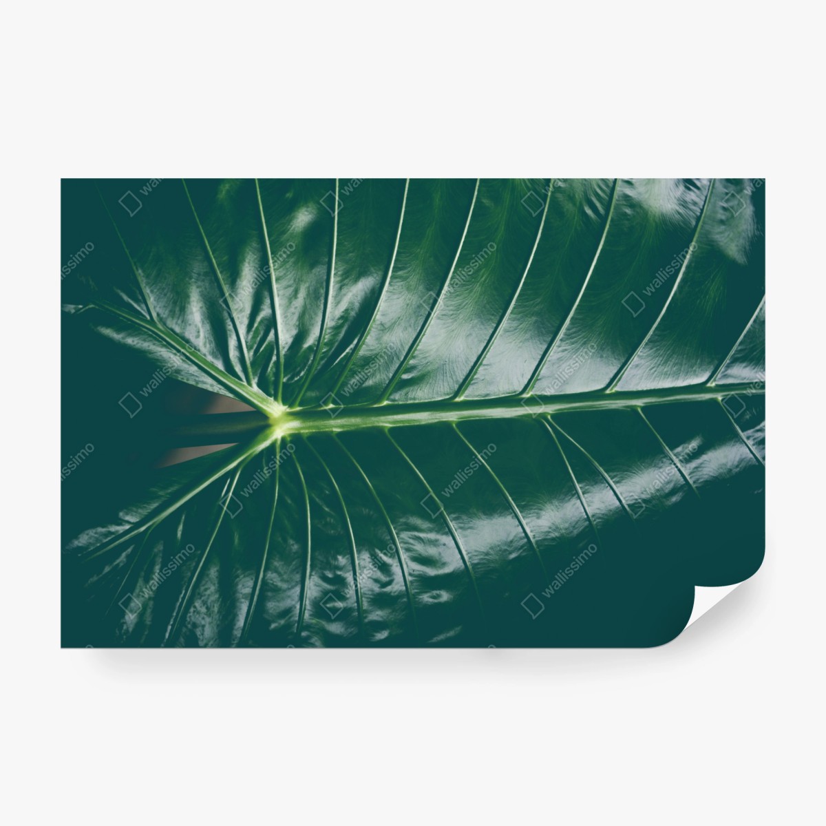 Fotomural patrón de hoja tropical verde y brillante – Pixers® Fotomural patrón de hoja tropical verde y brillante – Pixers®
