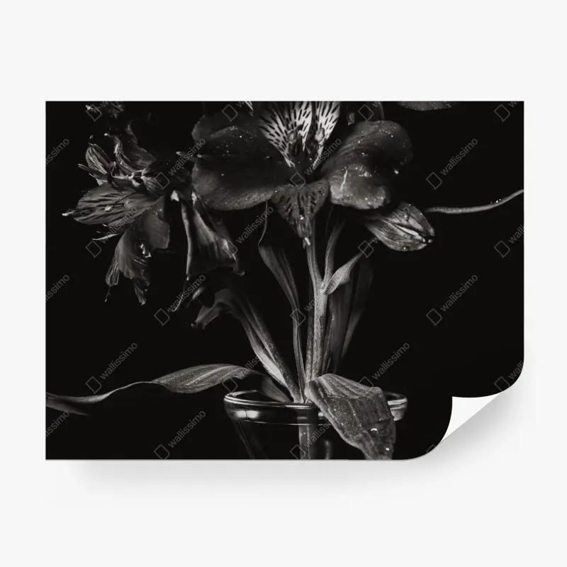 Fotomural flor oscura: composición floral en blanco y negro