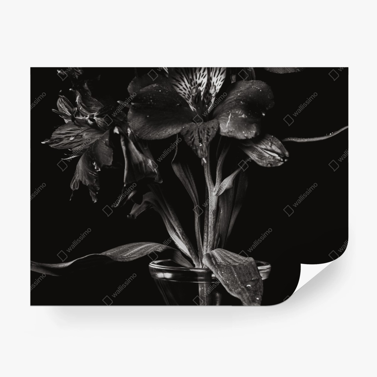 Fotomural flor oscura: composición floral en blanco y negro – Pixers® Fotomural flor oscura: composición floral en blanco y negro – Pixers®