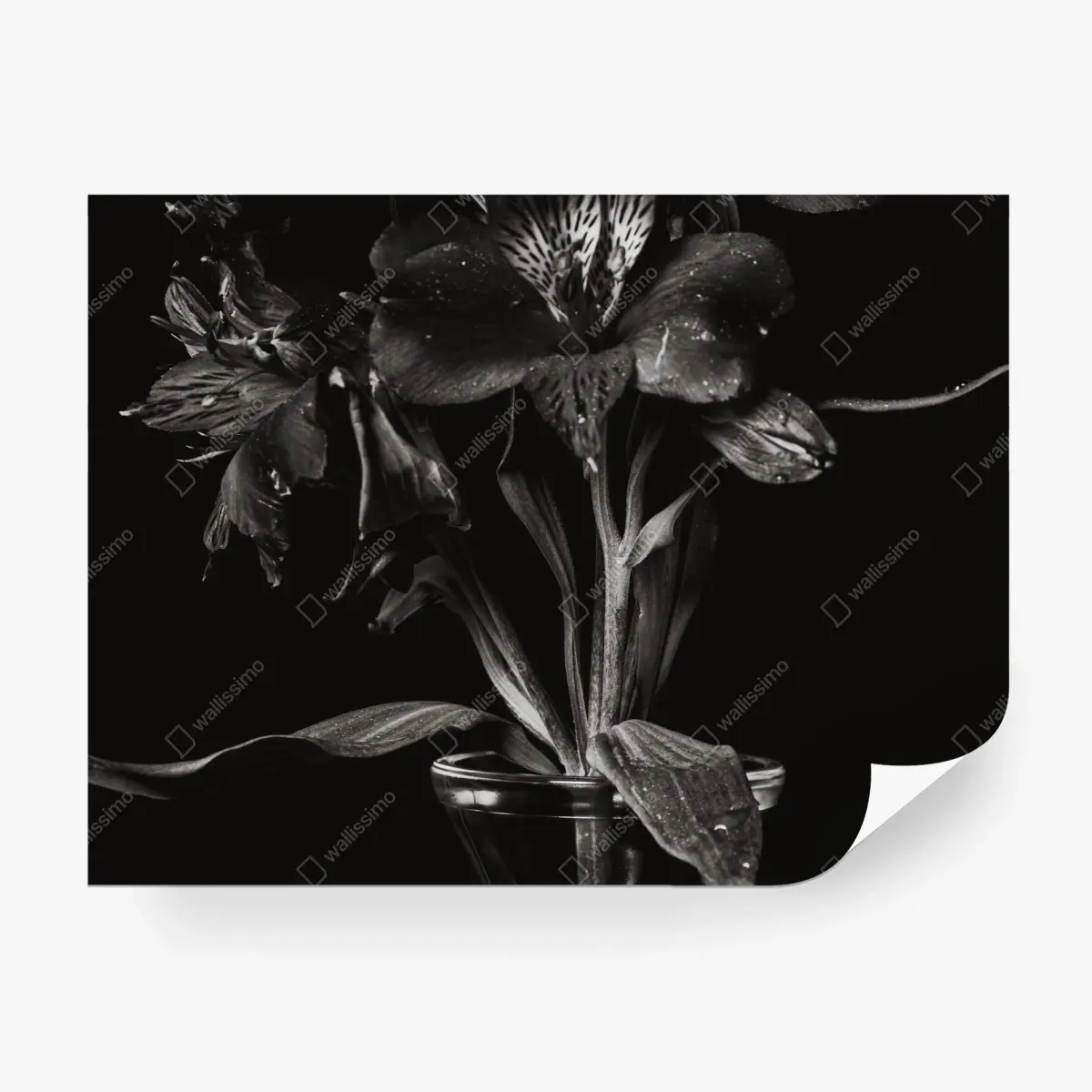 Fotomural flor oscura: composición floral en blanco y negro – Pixers®