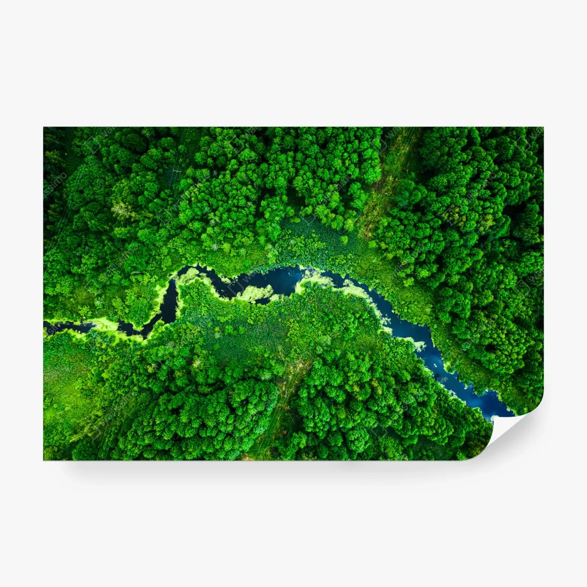 Fotomural río serpenteante en bosque verde – Pixers®