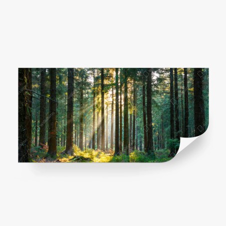 Fotomural rayo de sol en bosque primaveral – Pixers®