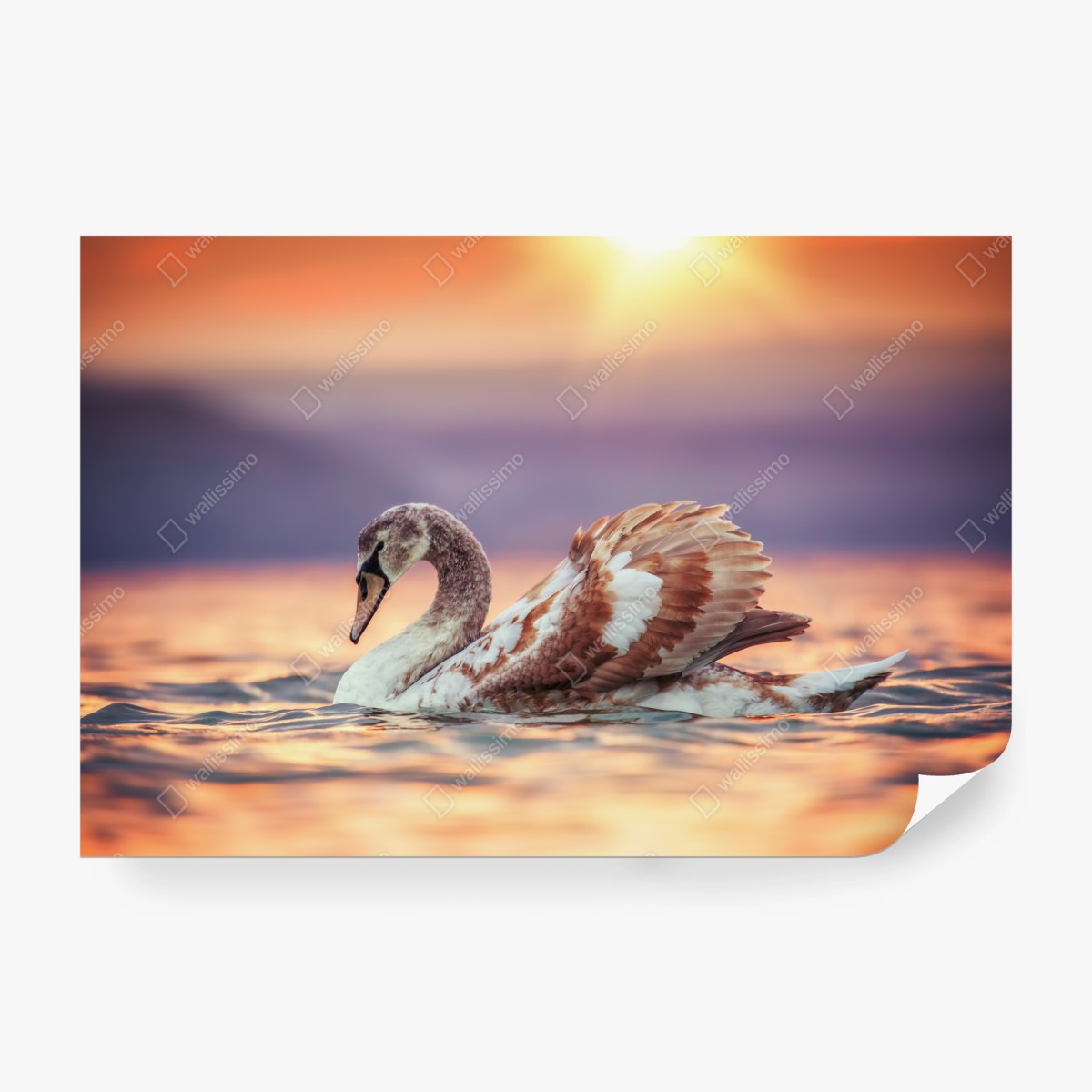 Fotomural cisne al atardecer sobre aguas doradas – Pixers®
