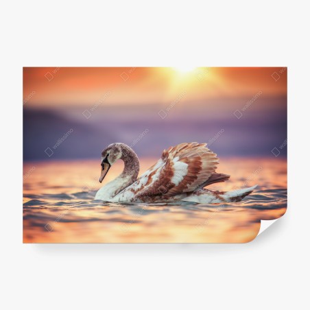 Fotomural cisne al atardecer sobre aguas doradas – Pixers®