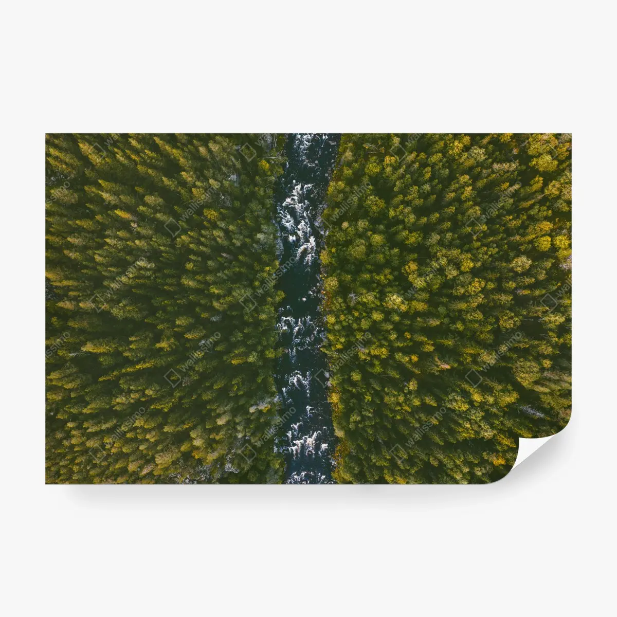 Fotomural río entre bosques visto desde un dron – Pixers®