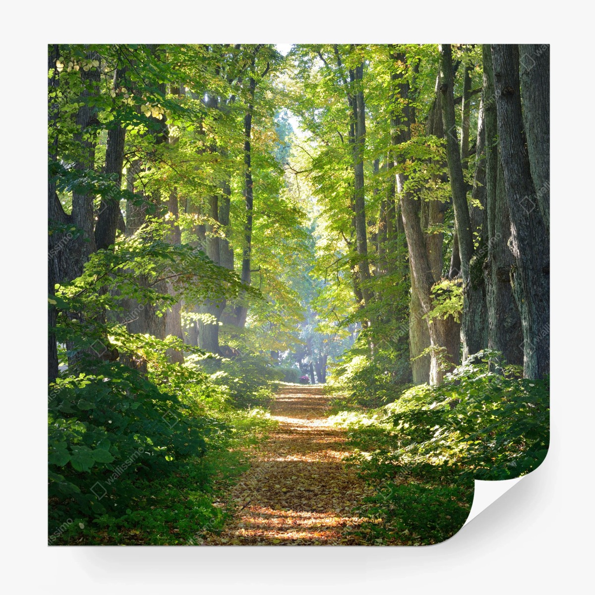 Fotomural sendero iluminado en bosque otoñal – Pixers®