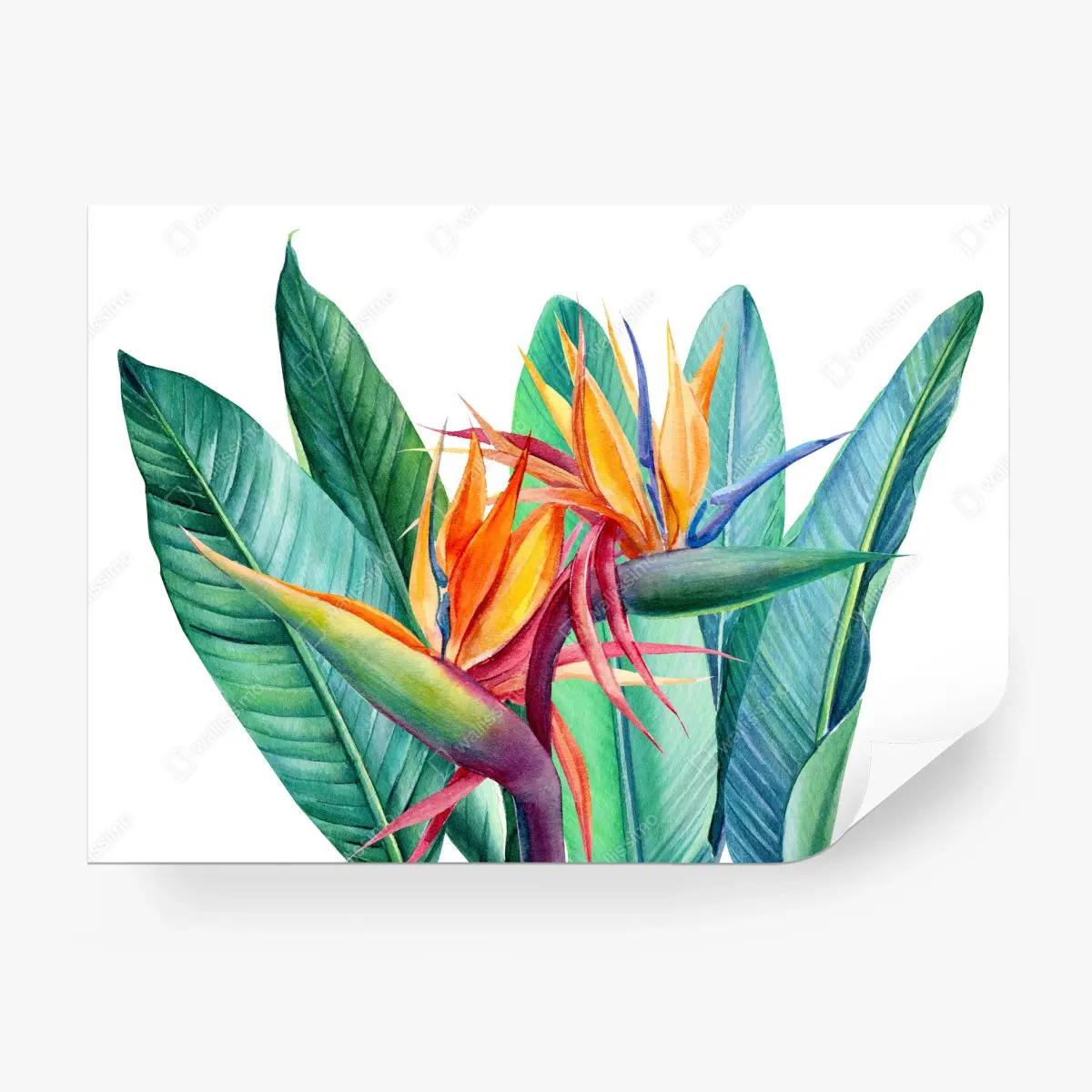 Fotomural composición tropical con ave del paraíso y hojas verdes – Pixers®