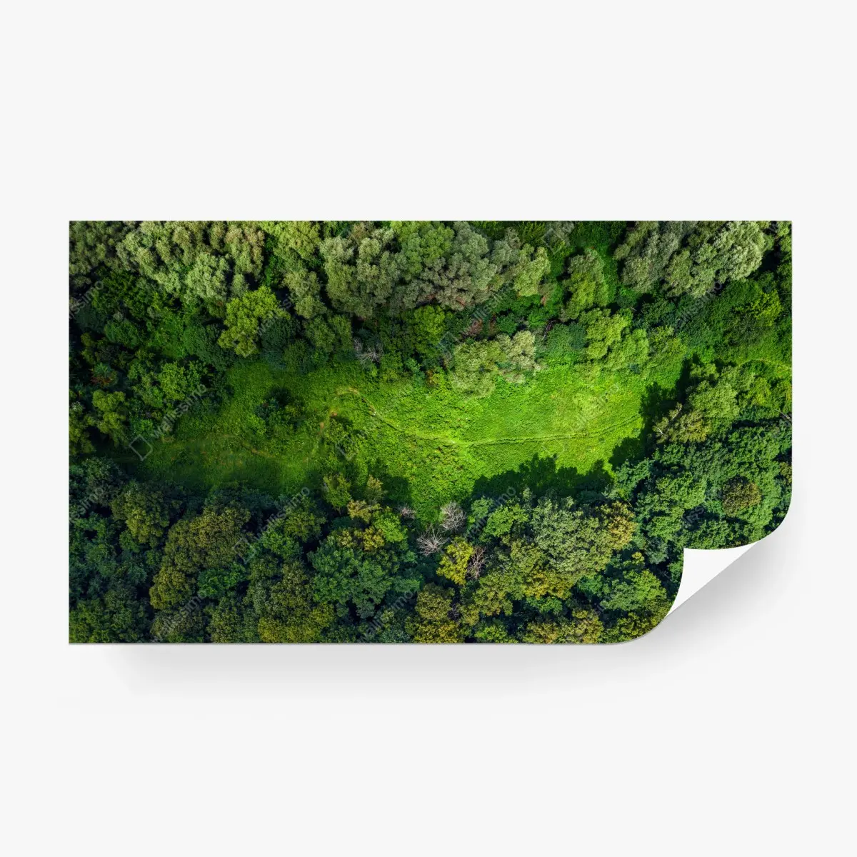 Fotomural pradera escondida: vista aérea de bosque en verano – Pixers®