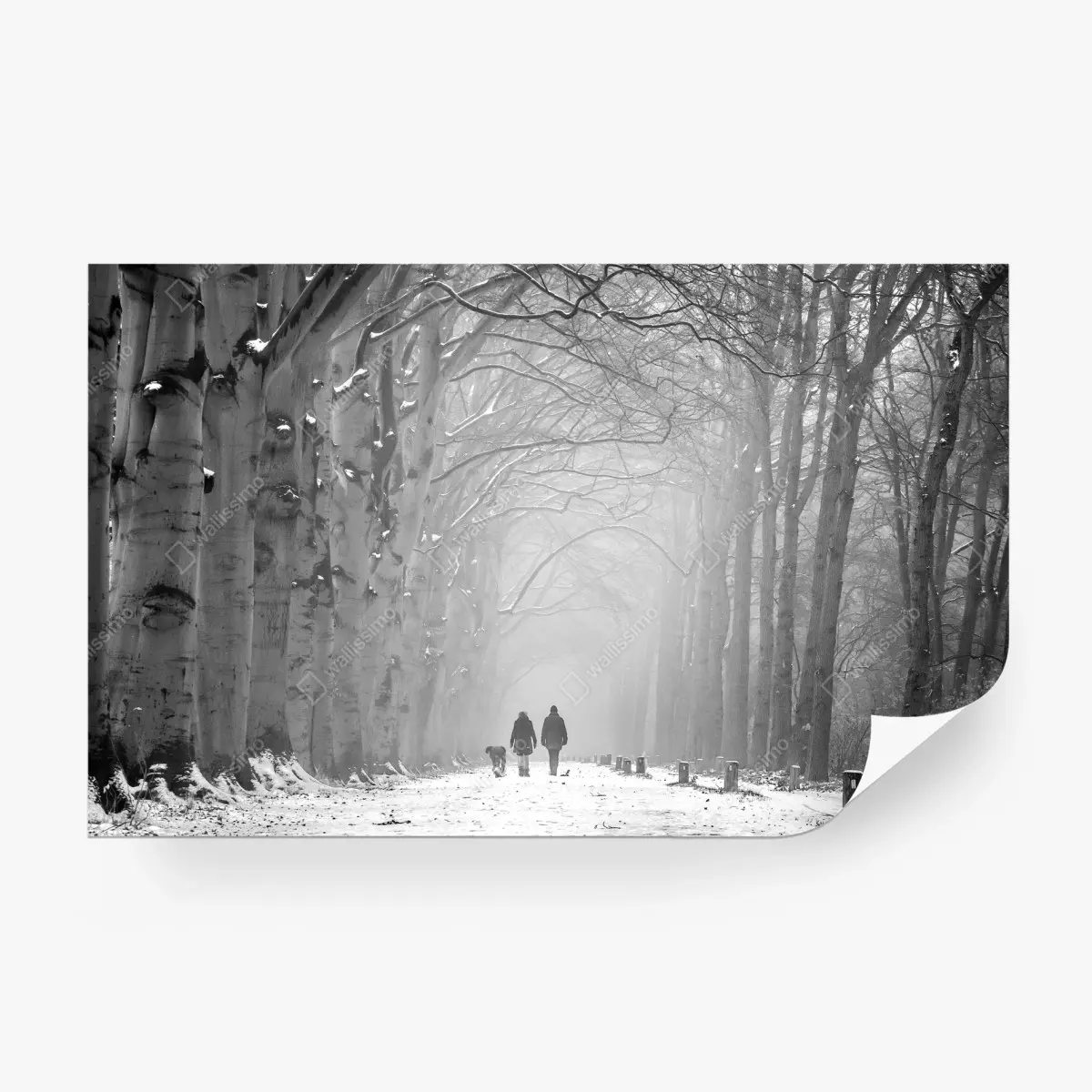 Fotomural paseo invernal entre abedules – Pixers®
