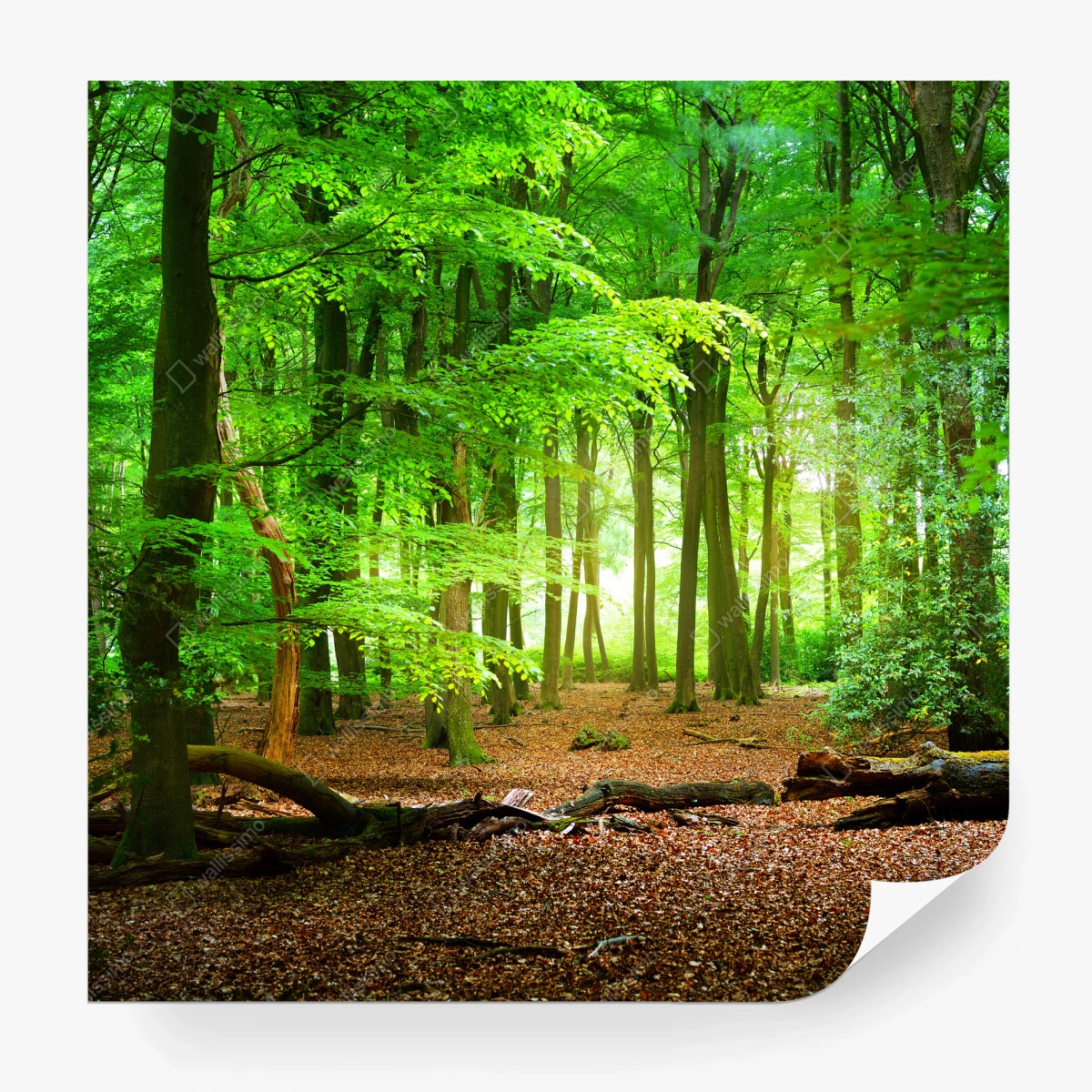 Fotomural bosque verde bañado de luz – Pixers®