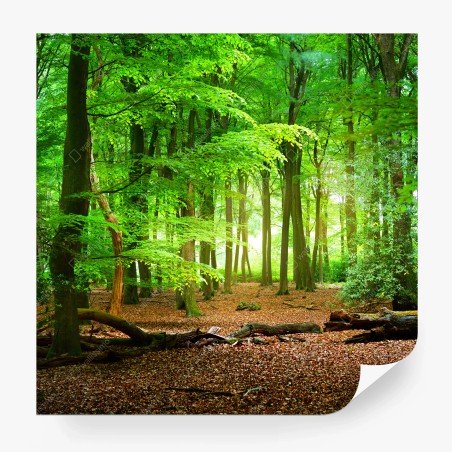 Fotomural bosque verde bañado de luz – Pixers®