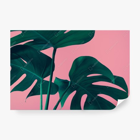 Fotomural hojas de monstera sobre fondo rosa – Pixers®