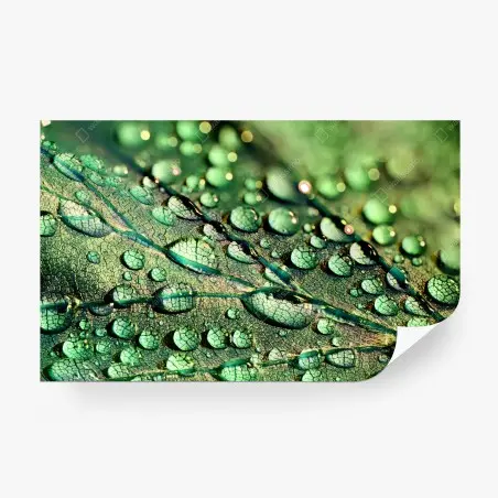 Fotomural hoja con gotas de rocío en primer plano – Pixers®