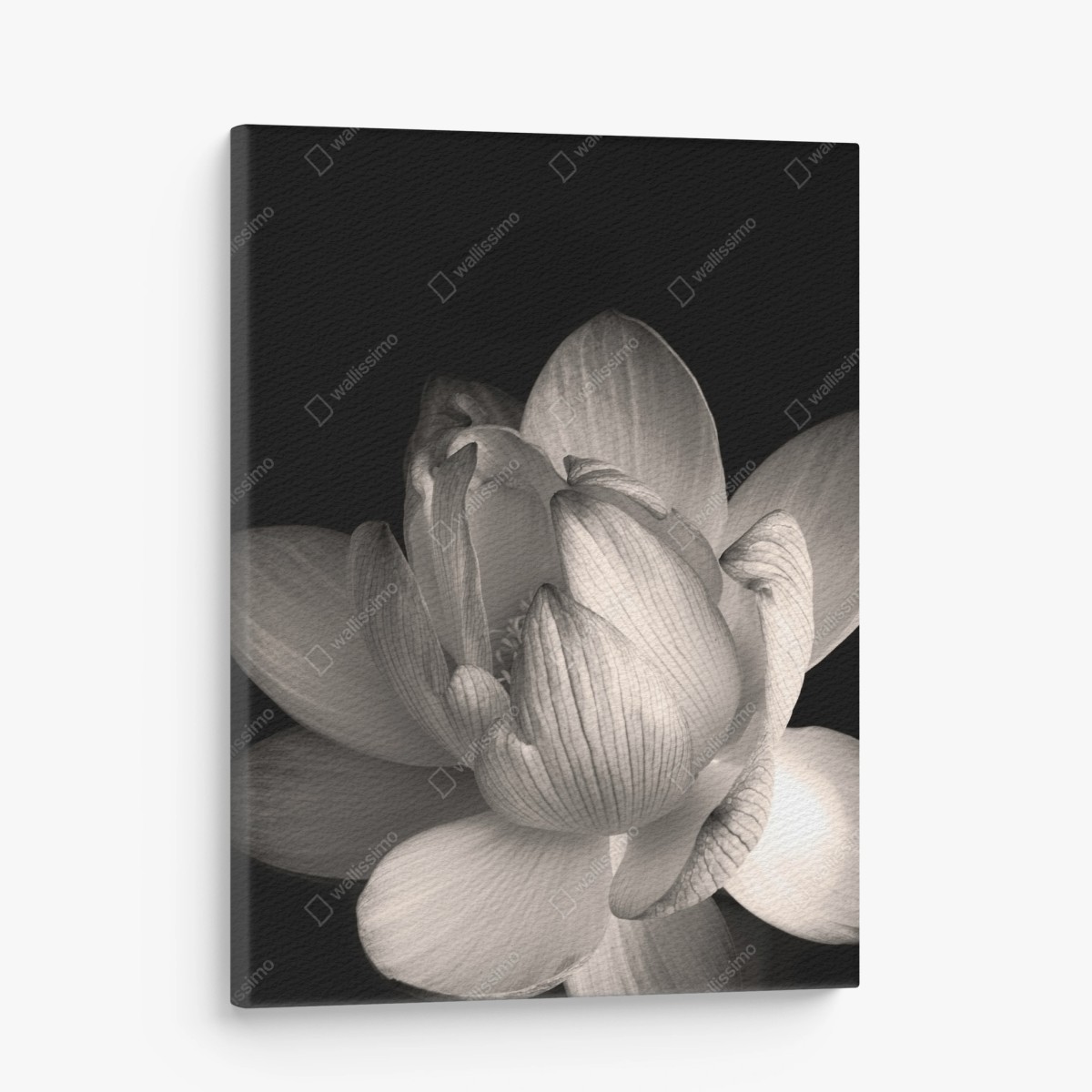 Cuadro en lienzo elegancia de loto en blanco y negro – Pixers®