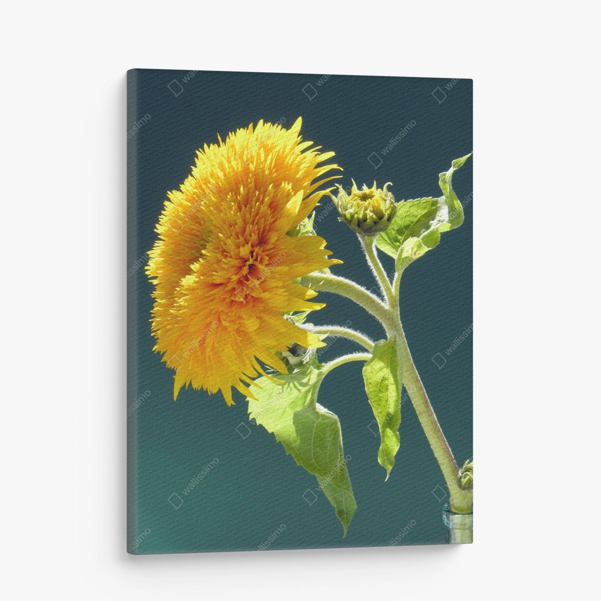 Cuadro en lienzo girasol esponjoso sobre fondo turquesa – Pixers®
