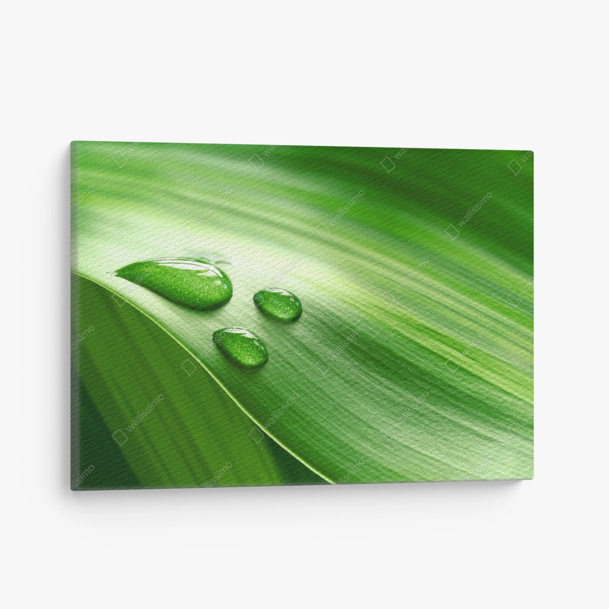 Cuadro en lienzo detalle húmedo en hoja verde – Pixers®