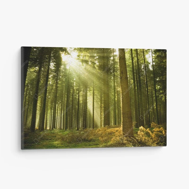 Cuadro en lienzo rayos de sol en bosque de pinos
