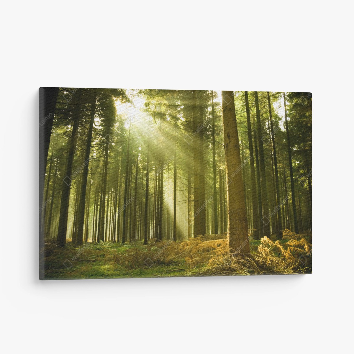 Cuadro en lienzo rayos de sol en bosque de pinos – Pixers®