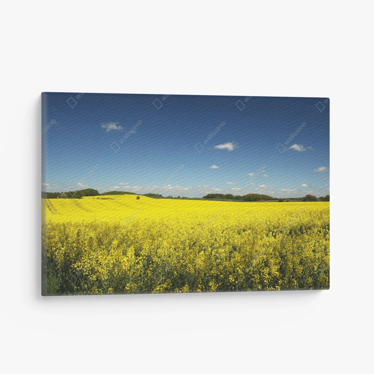 Cuadro en lienzo campo de colza bajo cielo azul – Pixers® Cuadro en lienzo campo de colza bajo cielo azul – Pixers®
