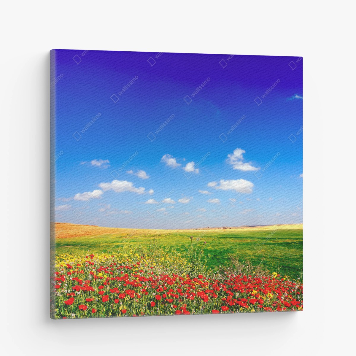 Cuadro en lienzo pradera de amapolas bajo cielo azul – Pixers®