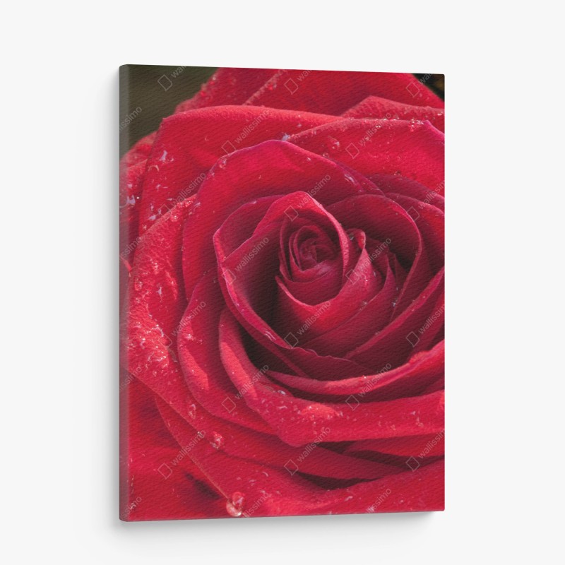 Cuadro en lienzo rosa roja con gotas de rocío – Pixers® Cuadro en lienzo rosa roja con gotas de rocío – Pixers®