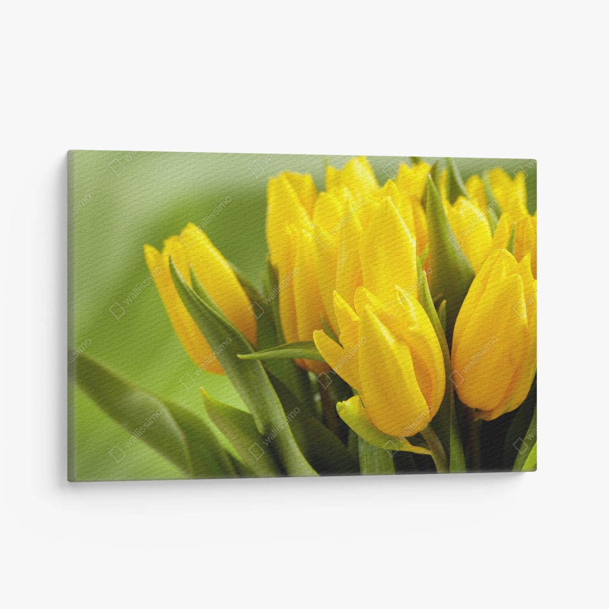 Cuadro en lienzo arreglo de tulipanes amarillos sobre fondo verde – Pixers® Cuadro en lienzo arreglo de tulipanes amarillos sobre fondo verde – Pixers®