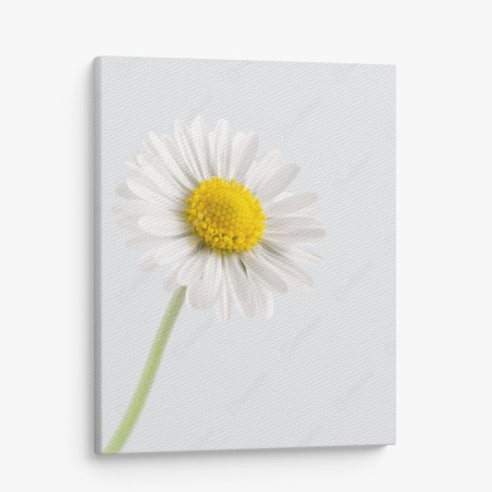 Cuadro en lienzo margarita minimalista en primer plano – Pixers®