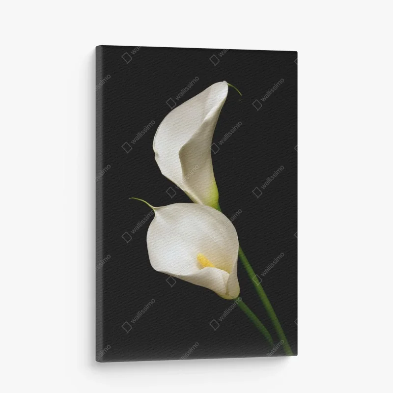 Cuadro en lienzo calas blancas en contraste minimalista – Pixers® Cuadro en lienzo calas blancas en contraste minimalista – Pixers®