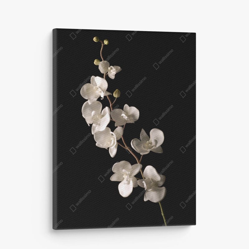 Cuadro en lienzo orquídea blanca elegante sobre fondo negro – Pixers®