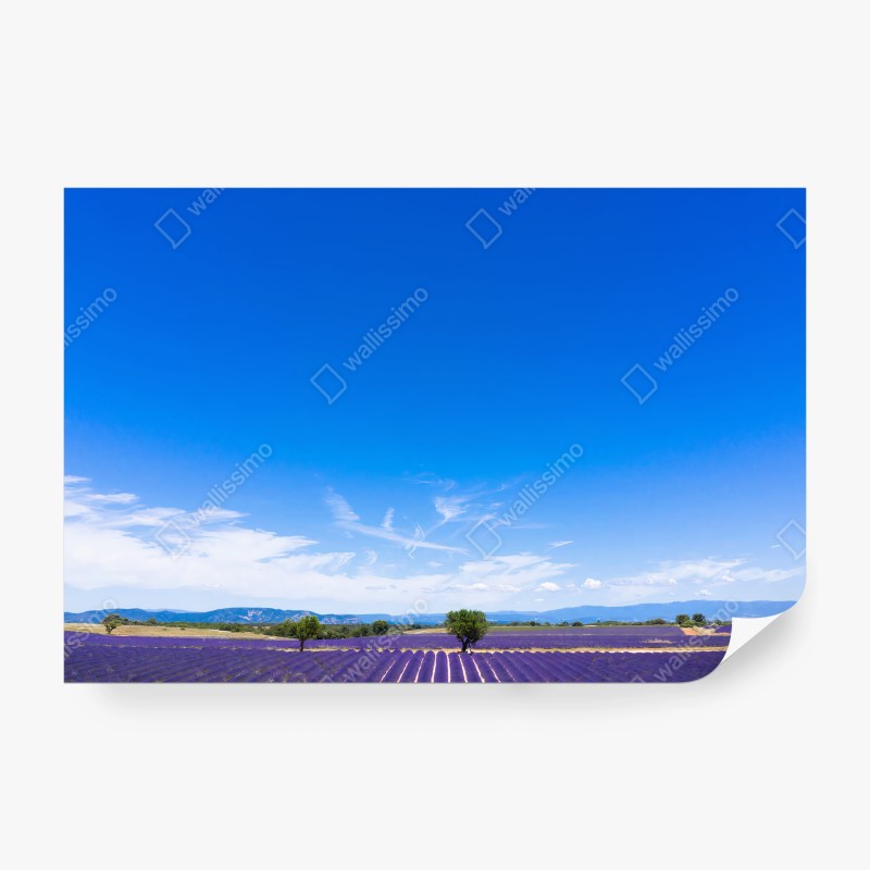 Fotomural LAVANDA CAMPOS PROVENZA FRANCIA CIELO PARA SALÓN