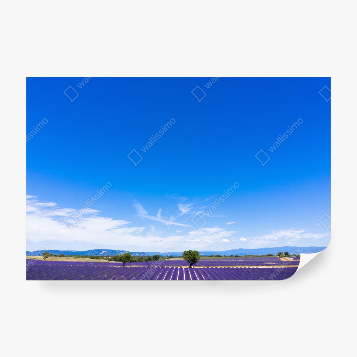Fotomural LAVANDA CAMPOS PROVENZA FRANCIA CIELO PARA SALÓN – Pixers®