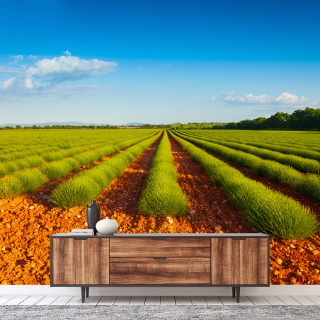Fotomural LAVANDA CAMPO NATURALEZA PAISAJE SOL PARA SALÓN – Pixers®