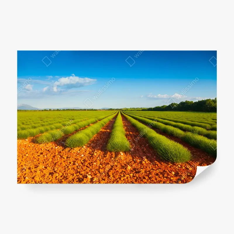 Fotomural LAVANDA CAMPO NATURALEZA PAISAJE SOL PARA SALÓN