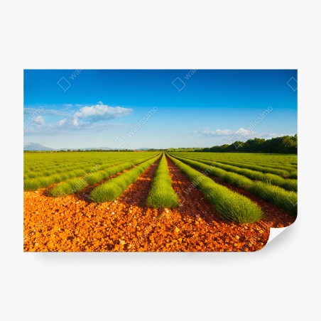 Fotomural LAVANDA CAMPO NATURALEZA PAISAJE SOL PARA SALÓN – Pixers®