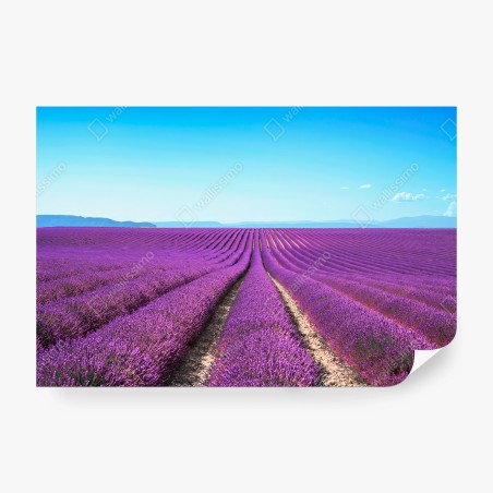 Fotomural LAVANDA PURPURA CAMPO PAISAJE CALMA PARA SALA – Pixers®
