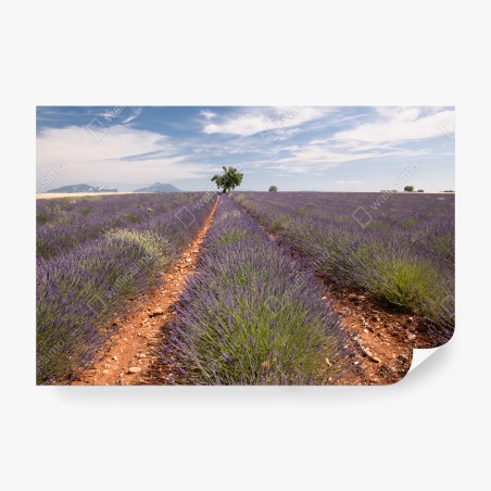 Fotomural LAVANDA CAMPOS PROVENZA PAISAJE ARBOL EN DORMITORIO – Pixers®