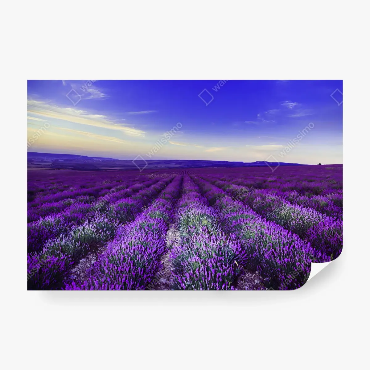 Fotomural LAVANDA CAMPO SOL PAISAJE MORADO PARA DORMITORIO – Pixers®