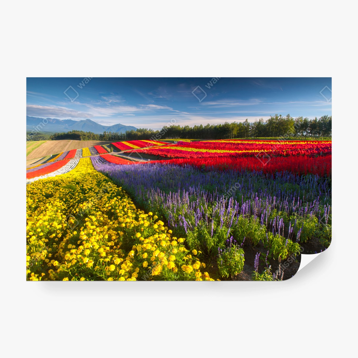 Fotomural FLORES CAMPO COLORIDO PAISAJE NATURALEZA PARA SALÓN – Pixers®