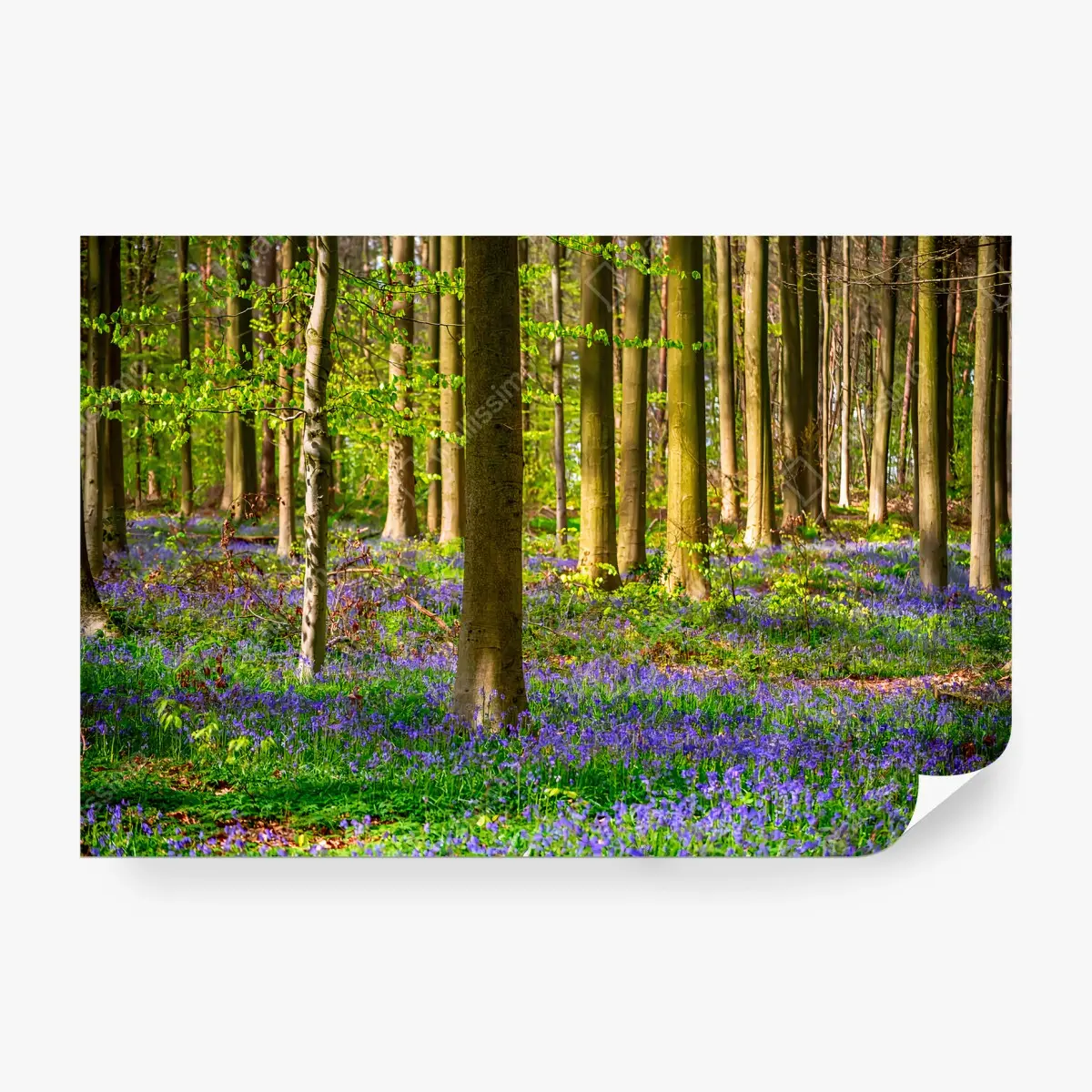 Fotomural BOSQUE CAMPANAS PRIMAVERA ARBOL NATURALEZA PARA SALA – Pixers®